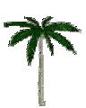 images/palm-tree-2.gif (3746 bytes)